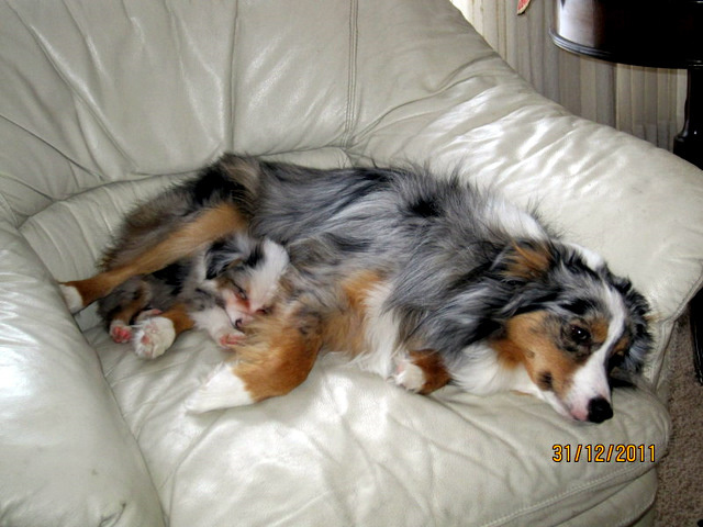 Ozzy> Poppy & Brinkley, Harriett > Molly & Bailey